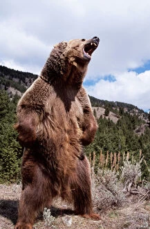 Brown Bear Photographic Print Collection: Grizzly Bear WAT 4216 Standing Ursus arctos horribilis © M, Watson ARDEA LONDON