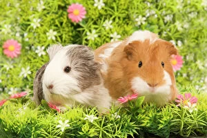 Rodent Collection: Guinea PIg - two with flowers