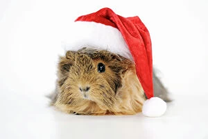 Related Images Collection: Guinea pig - wearing Father Christmas hat