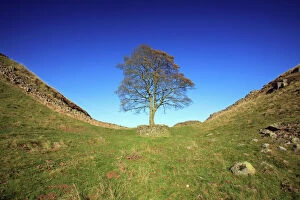 Immerse yourself in the tale of the past as you gaze upon this beautiful tree: Hadrian's Wall - Sycamore Gap, beside Steel Rig, Northumberland National Park, autumn, England