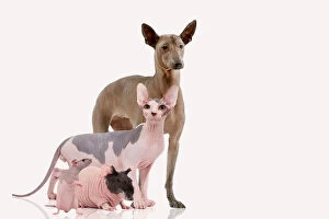 Strange Collection: Hairless Animals - Mexican Hairless Dog, Sphinx Cat, rodent & rat