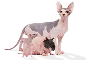 Related Images Fine Art Print Collection: Hairless Animals - Sphinx cat, rodent & rat