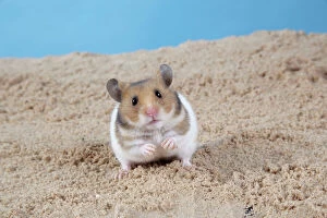 Rodents Collection: Hamster - Digging in sand