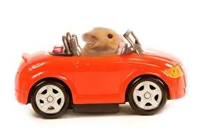 Rodent Collection: Hamster driving miniature sports convertible car