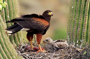 Mother And Young Collection: Harris's Hawk - on nest Sanguaro Desert, Arizona, USA