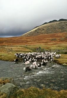 Scenic landscapes Poster Print Collection: Herdwick Sheep and Shepherd