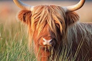 Highland Cow Metal Print Collection: Highland Cattle - chewing on grass - Norfolk grazing marsh - UK