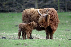 Mother And Young Collection: Highland Cow with Calf - Calf seeking contact mother-cow, on meadow. Lower Saxony, Germany