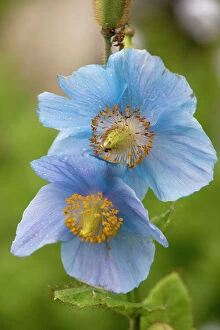 Related Images Canvas Print Collection: A Himalayan blue poppy, Meconopsis grandis. Nepal