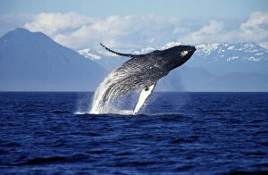 Related Images Jigsaw Puzzle Collection: Humpback whale - Breaching. Inside Passage, Southeast Alaska