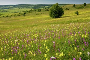Gibbon Collection: Intensely flowery extensive grasslands around the Saxon village of Viscri, Transylvanian Romania
