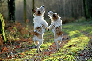 Dogs Greetings Card Collection: Jack Russell dogs jumping in mid-air, walking along together