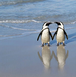 Birds Metal Print Collection: Jackass Penguin - pair holding hands. Digital Manipulation: added Penguin to right