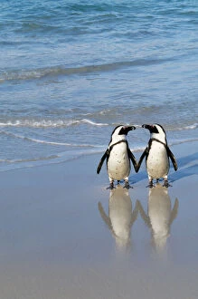 Valentine's Day Poster Print Collection: Jackass Penguin - pair holding hands. Digital Manipulation: added Penguin to right