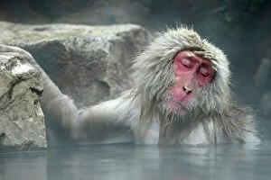 Primates Premium Framed Print Collection: Japanese Macaque Monkey / Snow Monkey Relaxing amidst the steam of a hot spring Japan