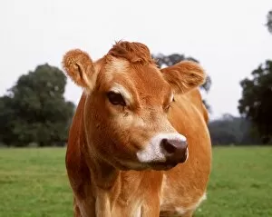 Related Images Fine Art Print Collection: JERSEY COW