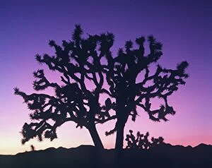 California Mouse Fine Art Print Collection: Joshua Tree - at sunset