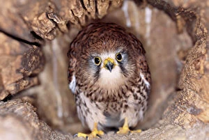Nests Collection: Kestrel / Falcon - at nest, head on, both eyes visible