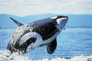 Killer Whale Collection: Killer / Orca Whale - breaching. ML522