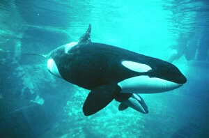 Related Images Photographic Print Collection: Killer Whale Vancouver Aquarium, Canada