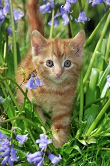 Related Images Collection: KITTEN. ( ginger) in bluebells