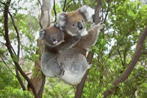 Koala Poster Print Collection: Koala - mother with piggybacking young climbs up a tree to change to a new feeding and sleeping tree