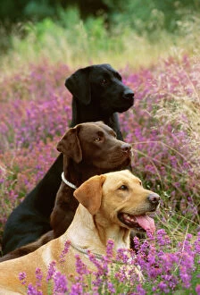Labrador Collection: Labrador Dogs - Yellow chocolate & Black