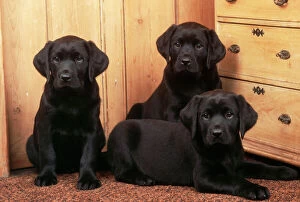 Labrador Collection: Labrador Retriever Dog 3 puppys