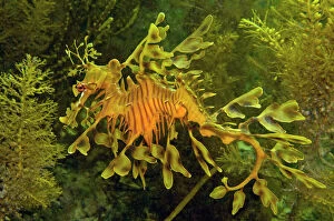 Related Images Mouse Mat Collection: Leafy Sea Dragon - South Australia
