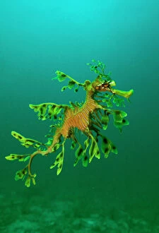 Mimicry Collection: Leafy Seadragon - an example of brilliant camouflage as neither predators nor prey recognise it as