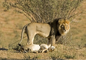 9 May 2008 Greetings Card Collection: Lion - mating pair - the male standing over the female after mating