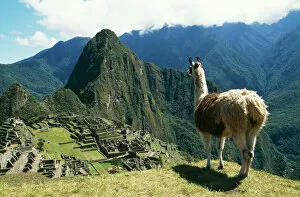 Villages Poster Print Collection: Llama FG 8898 Photographed at Machu Picchu, Peru. Lama glama © Francois Gohier / ARDEA LONDON