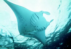 Related Images Jigsaw Puzzle Collection: Manta Ray - with Remora on underside, in feeding mode. showing disected gill slits Red Sea