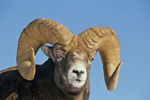 Canadian Rocky Mountain Parks Metal Print Collection: Mature Bighorn Sheep - Ram Northern Rockies, Late Fall. MS350