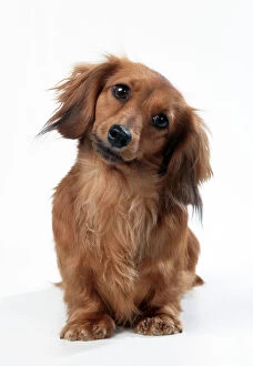 Dogs Collection: Miniature Long-haired Dachshund Dog