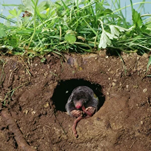 Nests Collection: Mole - eating worm undergound