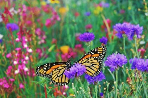 Wanderers Collection: Two monarch butterflies rest for a moment in a garden of flowers. Px291