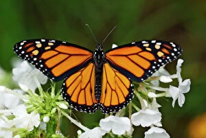 Related Images Premium Framed Print Collection: Monarch Butterfly