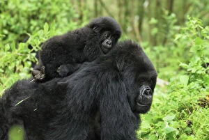 Primates Photographic Print Collection: Mountain Gorilla - female with baby Volcanoes National Park, Rwanda