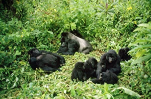 Primates Premium Framed Print Collection: Mountain Gorilla - group Rwanda