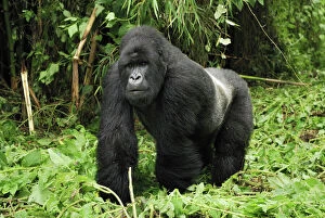 Primates Jigsaw Puzzle Collection: Mountain Gorilla - silverback Volcanoes National Park, Rwanda