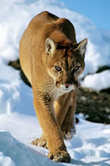 Cougar Collection: Mountain lion / cougar / puma - in winter. Western U. S. A MR454