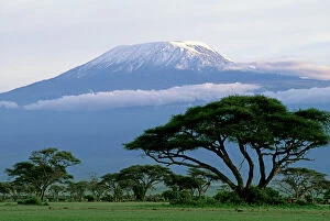 Landscape paintings Canvas Print Collection: Mt Kilimanjaro in Tanzania - taken from Amboseli National Park - Kenya JFL14183