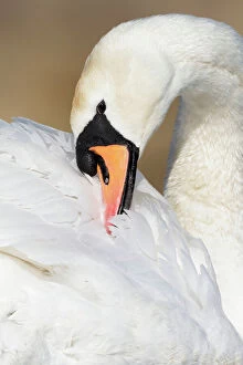 Cleveland Photo Mug Collection: Mute Swan - adult bird preening - Cleveland - UK