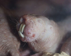 Burrow Collection: Naked Mole Rat underground. Digs with its incisor teeth. Blind. Dry areas North East Africa