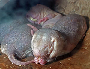 Rodent Collection: Naked Mole Rats - dry areas, North East Africa