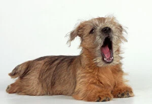 Dogs Fine Art Print Collection: Norfolk Terrier Dog Puppy, singing