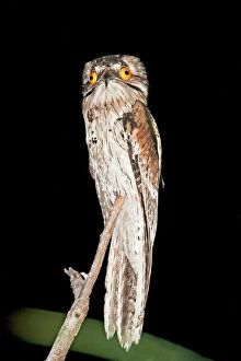 Northern Potoo Mouse Mat Collection: Northern Potoo. A nocturnal bird belonging to the potoo family. San Blas Mexico in March