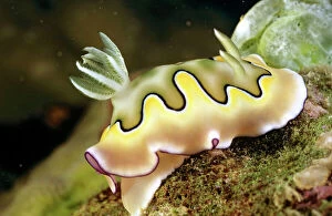 Sea Slugs Collection: Nudibranch (sea slug) (Chromodoris coil) Unlike most snails, nudibranchs have no shell & their