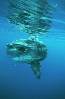 Ocean Sunfish Collection: Ocean Sunfish DSE 36 North Atlantic Ocean Mola mola © Douglas David Seifert / ardea. com